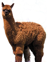 alpcaka