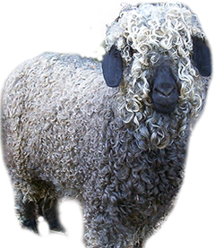 mohair