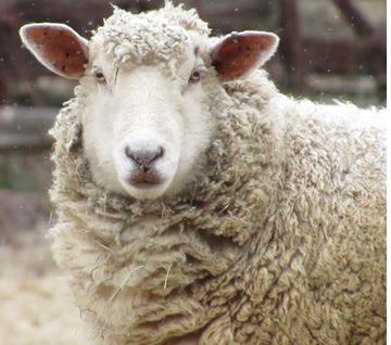 organic wool
