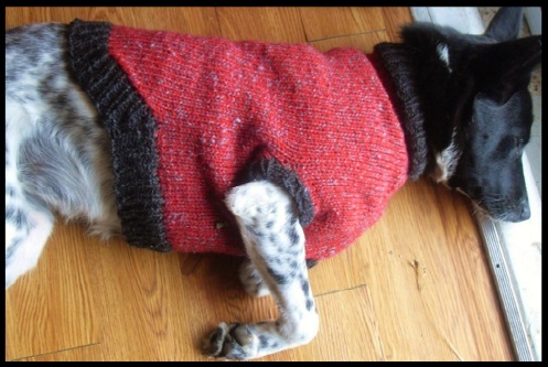 dog2