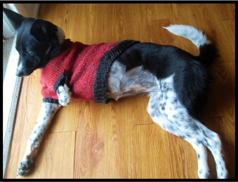 dog3